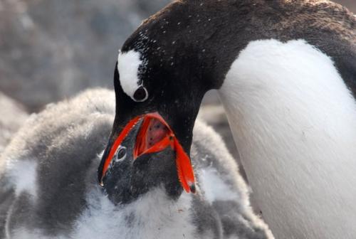 Adult Gentoo Penguin Feeding Chick (A Large Chick)