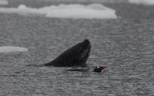 Leopard Seal Chasing a Gentoo Penguin