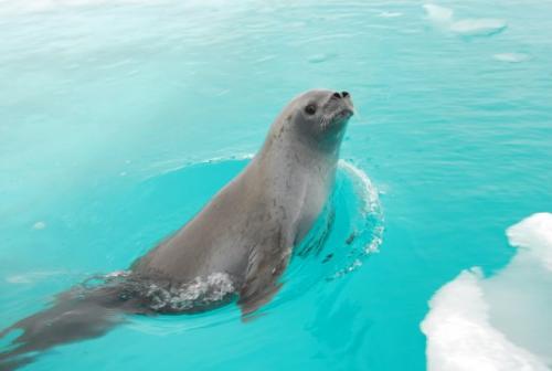 Curious Crabeater Seal
