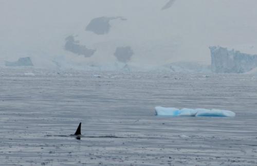 Orca, Antarctica