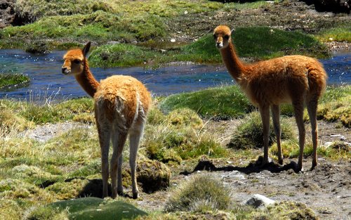 Vicunas in Lauca National Park, Chile