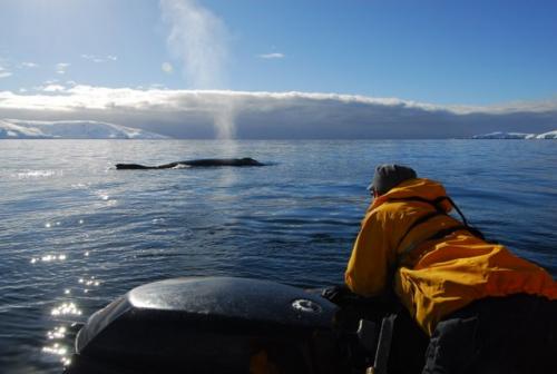 Humpback Whale, Gerlache Strait