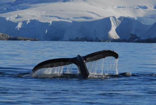 Humpback Whale Tail (also known as a Fluke)