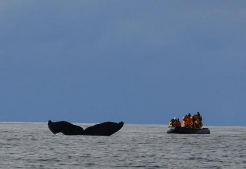 Humpback Whales, Gerlache Strait, Antarctica
