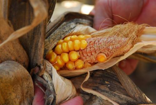Corn infected with the Mal de Rio Cuarto disease