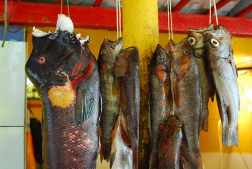 Fish for Sale, Antofagasta Fish Market, Chile