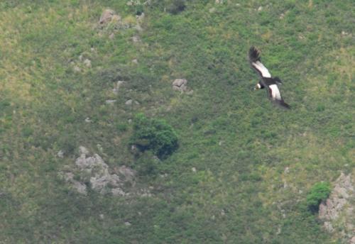 Andean Condor, Gorge of the Condors National Park, Argentina