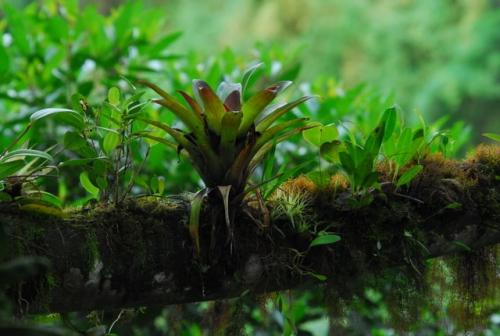 Bromeliad on a branch in the Ecuadorian Cloud Forest