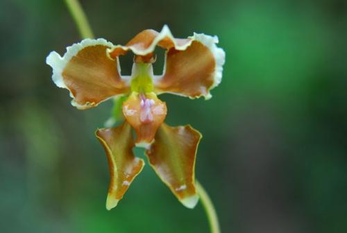 Orchid in the Ecuadorian Cloud Forest