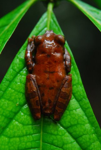 Tree Frog, Amazon Rainforest in Ecuador