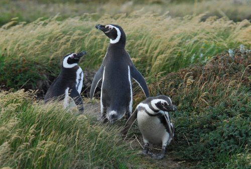 Magellanic Penguins Crossing Open Ground
