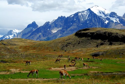 Guanacos in Chile's Patagonia, Torres del Paine National Park