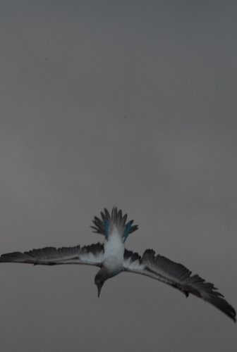 Blue-footed Booby in a Hunting Dive