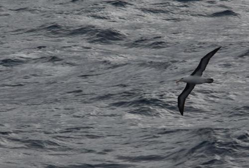 Black-browed Albatross, Drake Passage