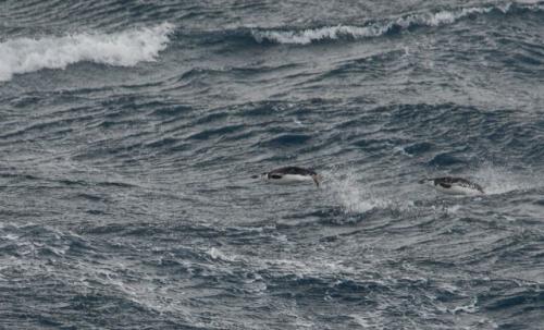 Chinstrap Penguins. Who Says Penguins Can't Fly?