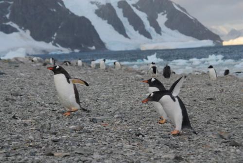 Adult Gentoo Penguins, Danco Island, Antarctica