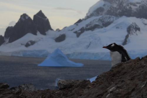 Juvenile Gentoo Penguin (Waiting to be Fed)