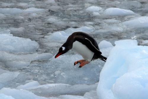 Gentoo Penguin Heading to Feed Shore