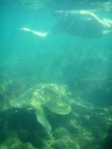 Green Sea Turtle Feeding on Algae